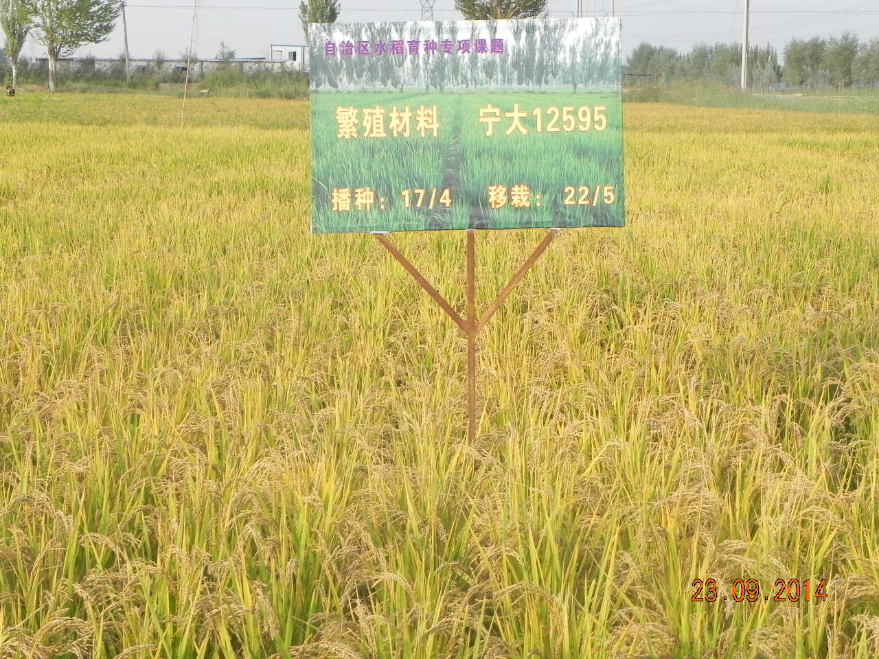 宁大12596成熟期田间生长状况
